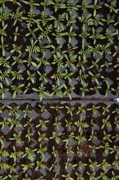 some small plants growing inside of a greenhouse