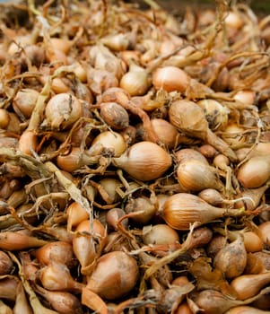 lots of some small delicious onions on a market