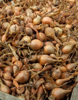 lots of some small delicious onions on a market