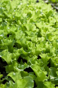 some small salad growing inside of a greenhouse