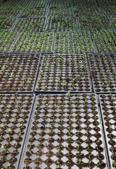 some small plants growing inside of a greenhouse