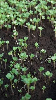 some small plants growing inside of a greenhouse