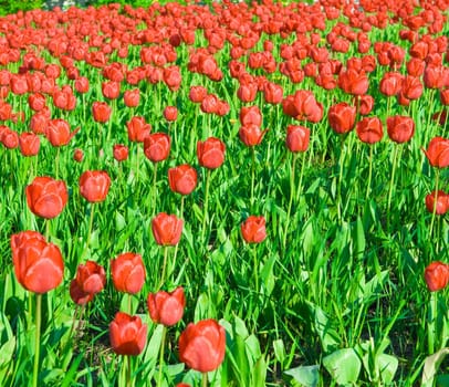 beauty glade of red tulips close up