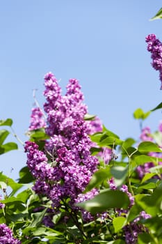 Branch of a pink lilac waves on a wind