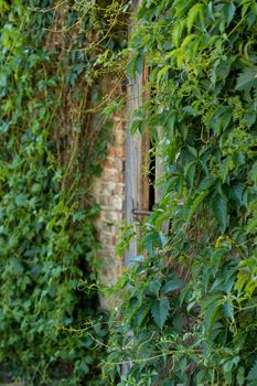 some mysterious entrance to a building hidden in plants