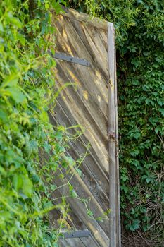 some mysterious entrance to a building hidden in plants