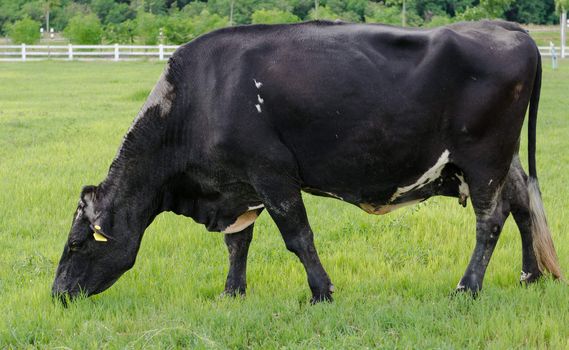 Cows on green meadow 