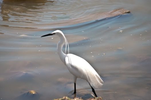 Little Egret (Egretta garzetta) is a small white heron. Israel .