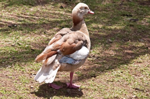 Colorful adult duck on grass.