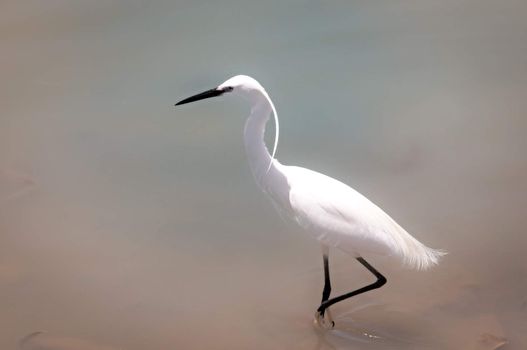 Little Egret (Egretta garzetta) is a small white heron. Israel .