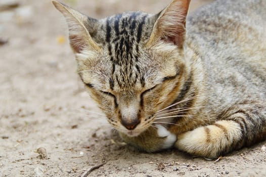 picture of sleeping thai cat from Chiangmai province, Thailand