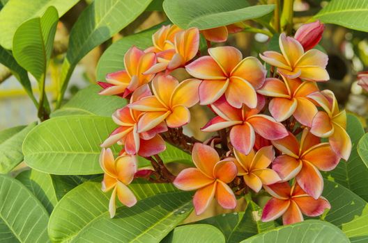 orange Frangipani or Plumeria flower