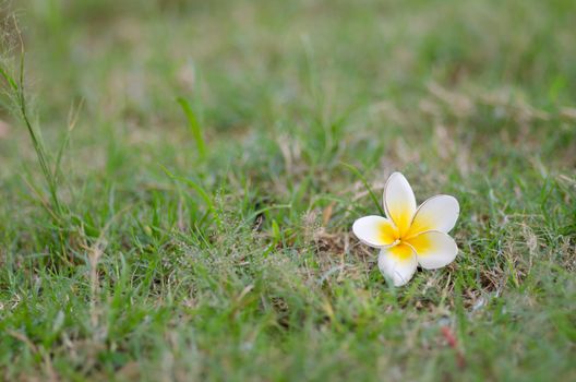 yellow Frangipani flower on green grass field