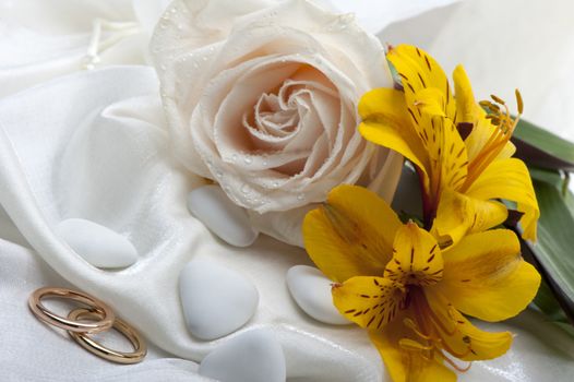 roses and wedding rings on white background