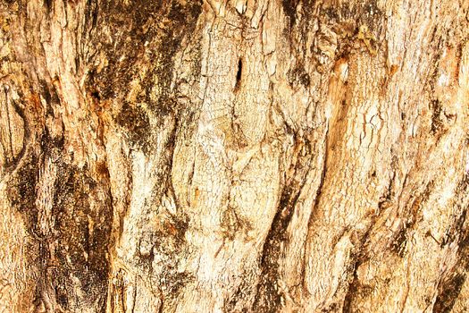 A texture of brown tree bark is shown close up.