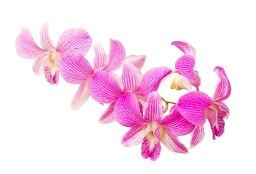 Pink orchid flower isolated on white background