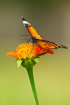 Closeup Monarch Butterfly feeding on orange flower