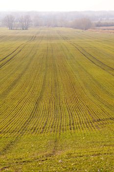 Agricultural land with rows of plants