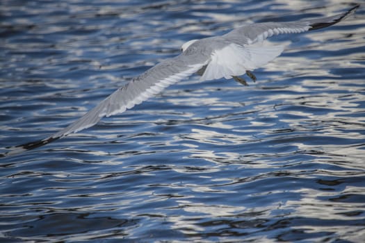 Photo is shot in the Tista river in Halden, Norway.