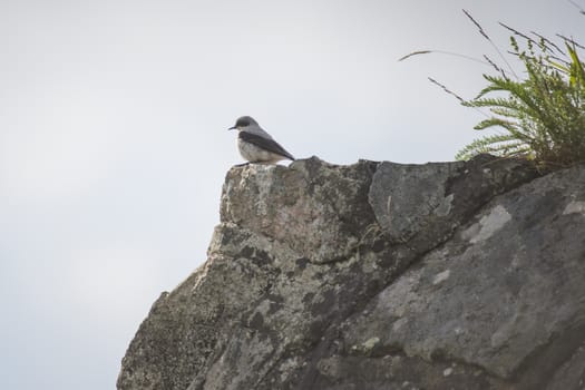 Photo is shot by stone walls of Fredriksten fortress in Halden, Norway.