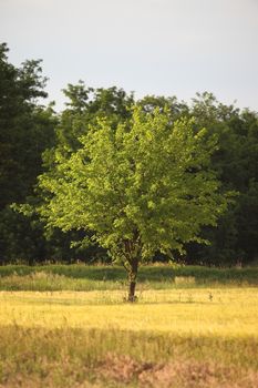 Tree on an agricultural field