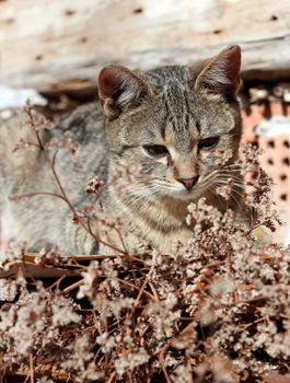 lazy cat standing near an old wall from an abandoned house