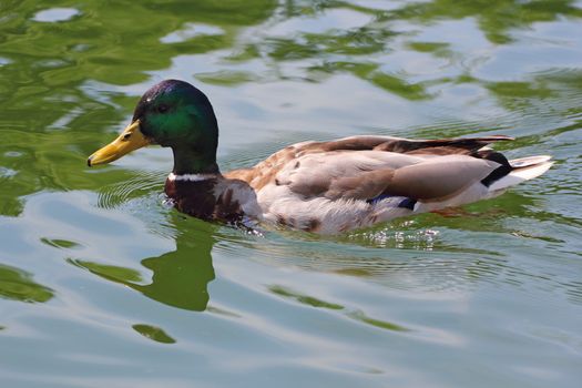 male mallard duck swimming in the crystal waters of lake