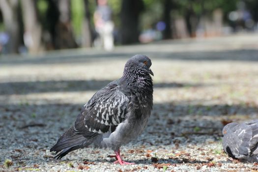 pigeon standing lazy at noon in the park