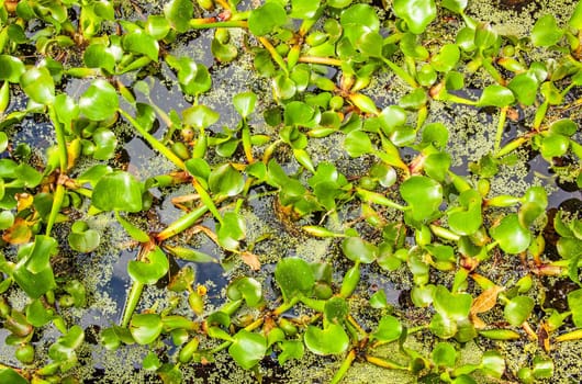 Green water plant in pond