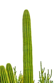 Big wild and natural catus isolated on white background