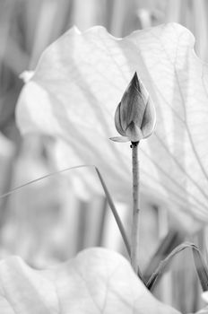 Scenery of lotus flower in the farm in black and white tone.