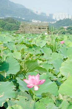 Lotus flower in the farm at daytime.