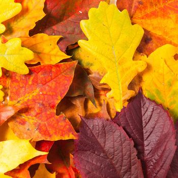 Beautiful autumn leaves with copy space for your text