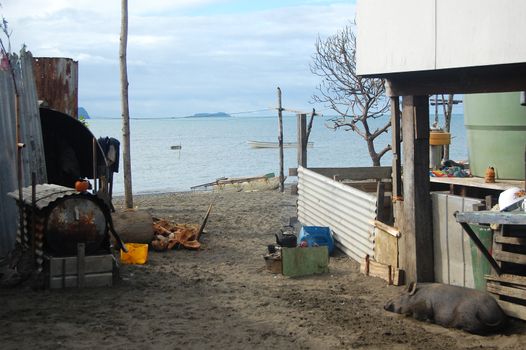 Pig sleeps under house at sea coast village, Papua New Guinea