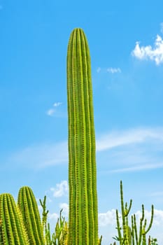Big wild and natural catus on a light blue cloudy sky background