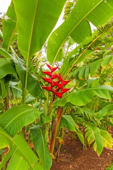 Red banana blossom with green leaves on a plantation, Madeira