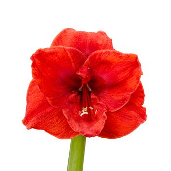 Amaryllis blossom, red with green stem isolated on white background