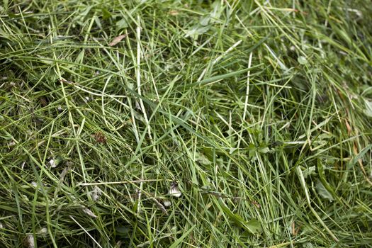 Fresh mown green grass or hay background texture.