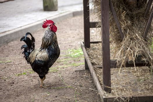 Rooster near hay storage in farm yard