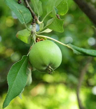 Green apple growing on tree