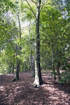 Vertical view of a wood and trees