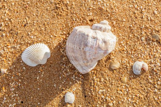 Sand, pebbles, shells, sea coast close-up.