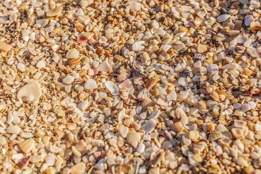 Sand, pebbles, shells, sea coast close-up.