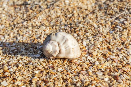 Sand, pebbles, shells, sea coast close-up.