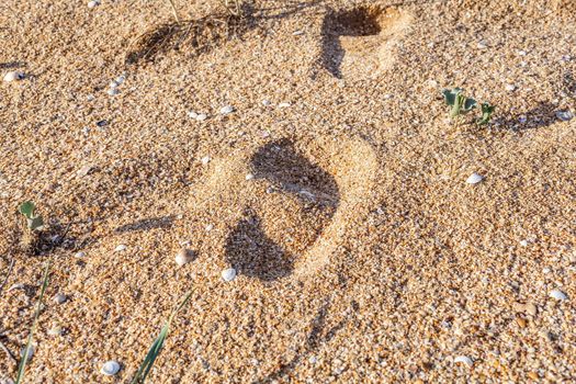 Sand, pebbles, shells, sea coast close-up.