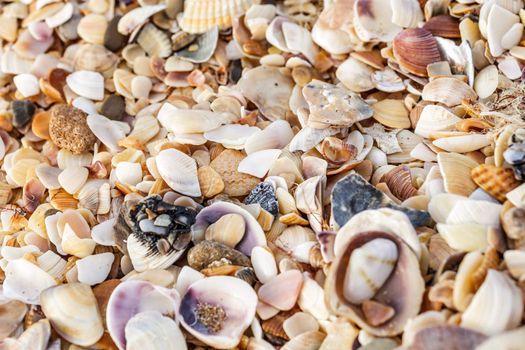 Sand, pebbles, shells, sea coast close-up.