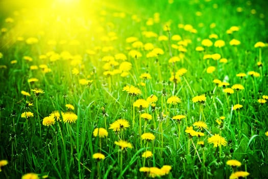 sunrise on a dandelions field