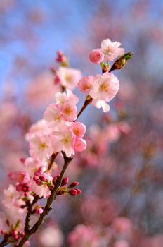 Spring Image Of Pink Blossom Flower With Shallow Depth Of Focus