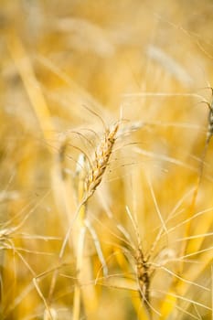 wheat macro