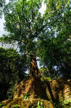 Tall tree in the jungle growing out of ancient Mayan ruins